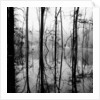 Reflection of Swamp by Anonymous