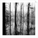 Reflection of Swamp by Anonymous