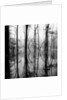 Reflection of Swamp by Anonymous