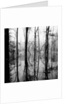 Reflection of Swamp by Anonymous