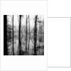 Reflection of Swamp by Anonymous