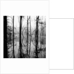 Reflection of Swamp by Anonymous