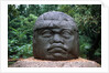 Giant Olmec Head at La Venta Park by Anonymous