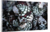 Pile of Tequila Agave Bulbs by Anonymous