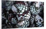 Pile of Tequila Agave Bulbs by Anonymous