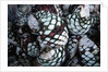 Pile of Tequila Agave Bulbs by Anonymous