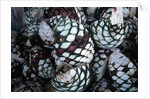 Pile of Tequila Agave Bulbs by Anonymous