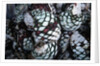 Pile of Tequila Agave Bulbs by Anonymous