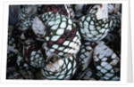 Pile of Tequila Agave Bulbs by Anonymous