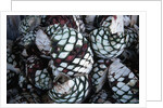 Pile of Tequila Agave Bulbs by Anonymous