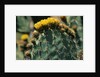 Flowering Nopal Cacti by Anonymous