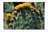 Flowering Nopal Cacti by Anonymous