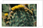 Flowering Nopal Cacti by Anonymous