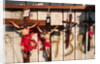 Crucifixes for Sale by Anonymous
