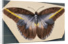 Colorful Butterfly by Anonymous