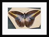 Colorful Butterfly by Anonymous