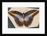 Colorful Butterfly by Anonymous