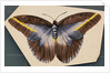 Colorful Butterfly by Anonymous