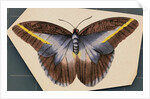 Colorful Butterfly by Anonymous