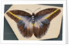 Colorful Butterfly by Anonymous