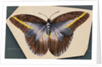 Colorful Butterfly by Anonymous