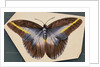 Colorful Butterfly by Anonymous