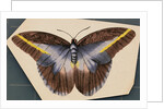 Colorful Butterfly by Anonymous