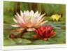 Hardy Water-Lilies by Anonymous