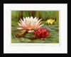Hardy Water-Lilies by Anonymous