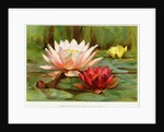Hardy Water-Lilies by Anonymous