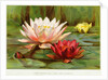 Hardy Water-Lilies by Anonymous
