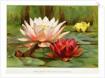 Hardy Water-Lilies by Anonymous
