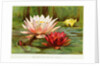 Hardy Water-Lilies by Anonymous