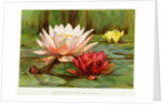 Hardy Water-Lilies by Anonymous