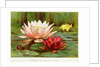 Hardy Water-Lilies by Anonymous