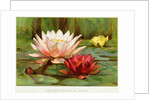 Hardy Water-Lilies by Anonymous