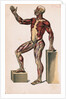 Profile of Medical Diagram on Man's Body by Anonymous