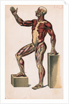 Profile of Medical Diagram on Man's Body by Anonymous