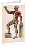 Profile of Medical Diagram on Man's Body by Anonymous