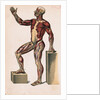 Profile of Medical Diagram on Man's Body by Anonymous
