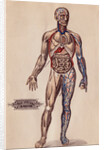 Medical Diagram of a Man's Body by Anonymous