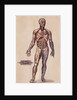 Medical Diagram of a Man's Body by Anonymous