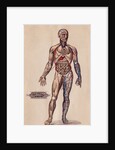 Medical Diagram of a Man's Body by Anonymous