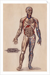 Medical Diagram of a Man's Body by Anonymous