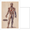 Medical Diagram of a Man's Body by Anonymous