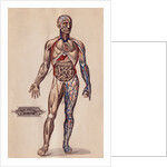 Medical Diagram of a Man's Body by Anonymous