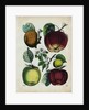 Different Types of Apples by Anonymous