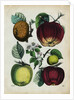 Different Types of Apples by Anonymous