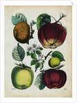 Different Types of Apples by Anonymous