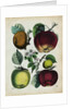 Different Types of Apples by Anonymous